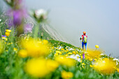 Frau wandert durch Blumenwiese, Nagelfluhkette, Allgäuer Alpen, Allgäu, Schwaben, Bayern, Deutschland
