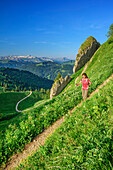 Frau beim Wandern steigt vom Siplingerkopf ab, Gottesackerwände und Hoher Ifen im Hintergrund, Siplingerkopf, Balderschwanger Tal, Allgäuer Alpen, Allgäu, Schwaben, Bayern, Deutschland