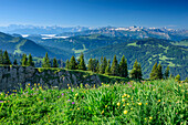Meadow with flowers at Siplingerkopf with Allgaeu Alps with Hohe, from Siplingerkopf, valley of Balderschwang, Allgaeu Alps, Allgaeu, Svabia, Bavaria, Germany