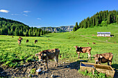 Cows grazing on meadow in front of alpine hut, from Besler, valley of Balderschwang, Allgaeu Alps, Allgaeu, Svabia, Bavaria, Germany