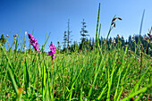 Meadow with pink orchis, Piesenkopf, valley of Balderschwang, Allgaeu Alps, Allgaeu, Svabia, Bavaria, Germany