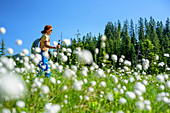 Frau beim Wandern geht durch Moorwiese mit Wollgras, Piesenkopf, Balderschwanger Tal, Allgäuer Alpen, Allgäu, Schwaben, Bayern, Deutschland