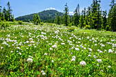 Meadow with cotton grass, Piesenkopf, valley of Balderschwang, Allgaeu Alps, Allgaeu, Svabia, Bavaria, Germany