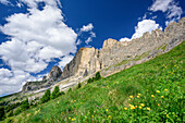 Blumenwiese vor Rotwand, Rotwand, Rosengarten, UNESCO Weltnaturerbe Dolomiten, Dolomiten, Trentino, Italien