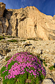 Pink blühendes Polster mit Leimkraut unter der Felswand der Rotwand, Rotwand, Rosengarten, UNESCO Weltnaturerbe Dolomiten, Dolomiten, Trentino, Italien