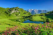 Alpenrosen vor Bergsee mit Blick auf Berchtesgadener Alpen, Ankogelgruppe, Tauern, Salzburg, Österreich