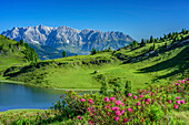 Alpenrosen vor Bergsee mit Blick auf Berchtesgadener Alpen, Ankogelgruppe, Tauern, Salzburg, Österreich