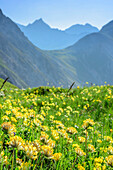 Yellow blooming alpine birdsfoot-trefoil with mountains in backg, Lechtal Alps, Tyrol, Austria