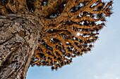 Low angle view of dragon's blood tree, Dixam Plateau, Socotra, Yemen