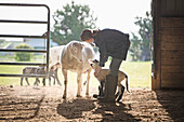 Sheep watching mixed race girl petting lamb in barn, Nampa, Idaho, USA