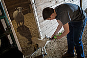 Mixed race boy feeding lamb on farm, Nampa, Idaho, USA