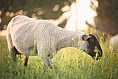 Sheep grazing in field, Nampa, Idaho, USA