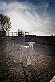 Sheep standing in pen on farm, Nampa, Idaho, USA
