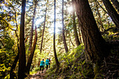 Women hiking in sunny forest, Muir Woods, California, United States