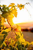 Close up of leaves on vine in vineyard, Walla Walla, WA, USA