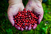 Close up of stained hands holding red berries, Ykaterinburg, Ural, Russia