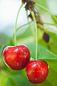Close up of cherries hanging from tree, Baden Baden, Baden, Germany