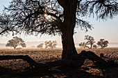 Bare camelthorn tree in desert landscape, Sesriem, Karas, Namibia