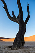 Bare tree in dried lake bed in desert landscape, Sesriem, Karas, Namibia