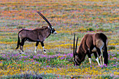 Gemsbok grazing in field of flowers, Springbok, Northern Cape, South Africa
