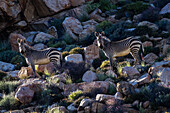Zebra herd grazing on grassy rocky hillside, Springbok, Northern Cape, South Africa