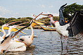 Pelicans and storks catching fish in remote lake, Ethiopia, Ethiopia, Ethiopia
