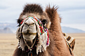 Close up of camel wearing traditional harness, Ulgii, Bayan Ulgii, Mongolia