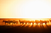 Silhouette of wild horses grazing in steppe landscape, South Gobi, South Gobi, Mongolia
