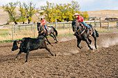 Caucasian boy chasing cattle at rodeo, Jospeh, Oregon, USA