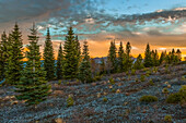 Sunset over trees in remote field, C1