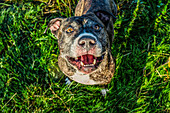 High angle view of dog standing in grass, C1