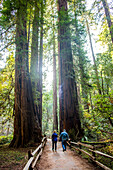 Caucasian couple walking on fenced dirt path under tall trees, Muir Woods, California, United States