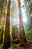 Hiker sitting under tall trees in forest, Muir Woods, California, United States