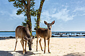 Deer standing on beach, Florida Keys - Big Pine Key, Florida, United States