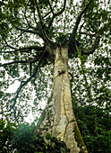 Brazil, Guajara bay, near Belem, forest, tree
