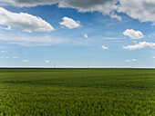 France, Burgundy, Côte d'Or, wheat fields