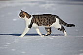 European cat playing or running in the snow