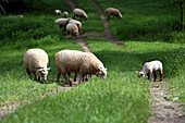 Sheep herd grazing