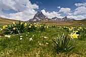 France, Ayous, Daffodils in front of the Pic du Midi d'Ossau, in spring