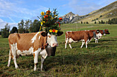 Switzerland, canton of Vaud, country of Enhaut, Etivaz, Chalets des Mosses, mountain landscape, decorated cows in a field