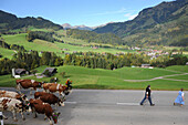 Switzerland, canton of Vaud, country of Enhaut, Chateau d'Oex, walk of a herd of cows decorated guided by people traditional costume, top view