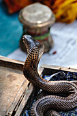 India, Benares: naja snake listening to its charmer