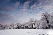 France, Aquitaine, Pyrenees, Atlantiques, Trees along snow covered field in the evening