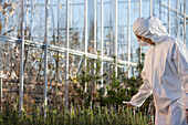 Scientist in clean suit working in greenhouse