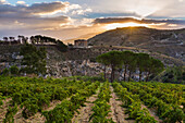 Vineyards and Temple of Hera at sunrise, Selinunte, Sicily, Italy