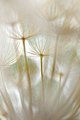 Dandelion Seeds, Close Up Detail
