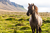 Horse in Field with Mountains in Background