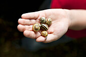 Handful of Snails, High Angle View