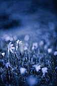 Wildflowers with Blue Tint
