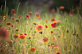 Texas Indian Paintbrush Wildflowers